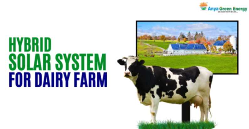 hybrid solar system for dairy farm